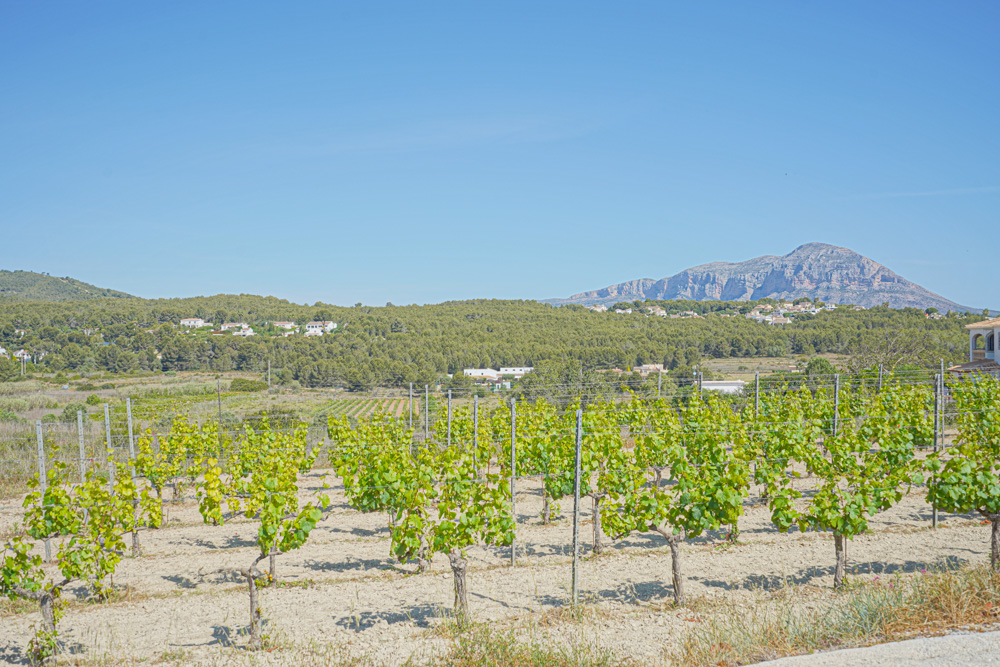 Vista de un viñedo privado con hileras de vides en espaldera, rodeado de vegetación mediterránea y con vistas panorámicas al macizo del Montgó.