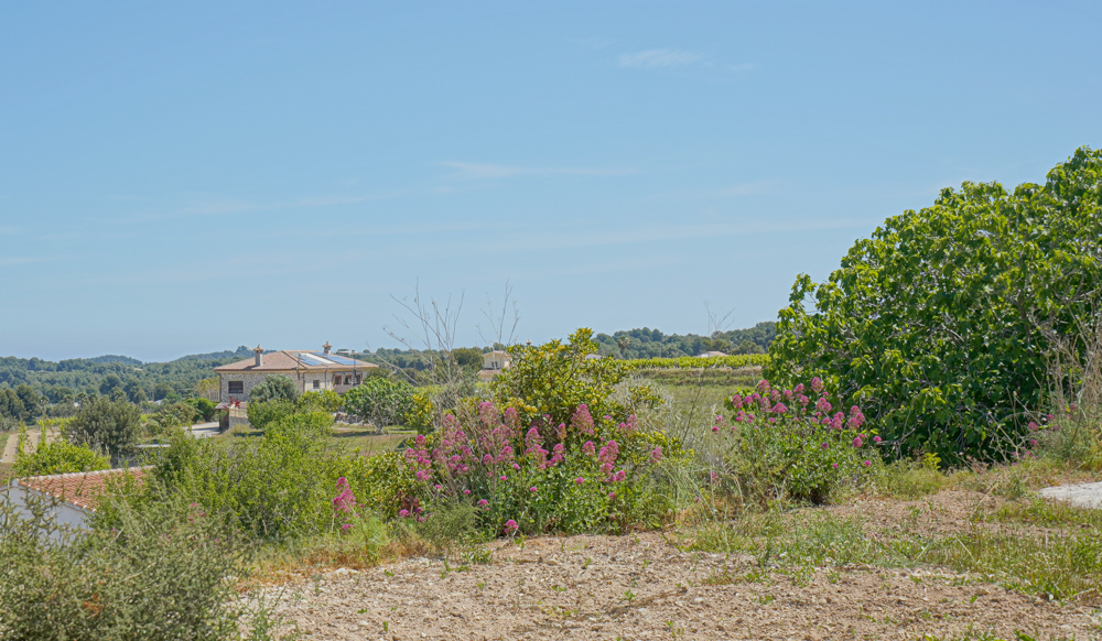 Vista elevada de un paisaje rural mediterráneo con arbustos de flores rosas, una casa de campo con paneles solares y viñedos bajo un cielo despejado.