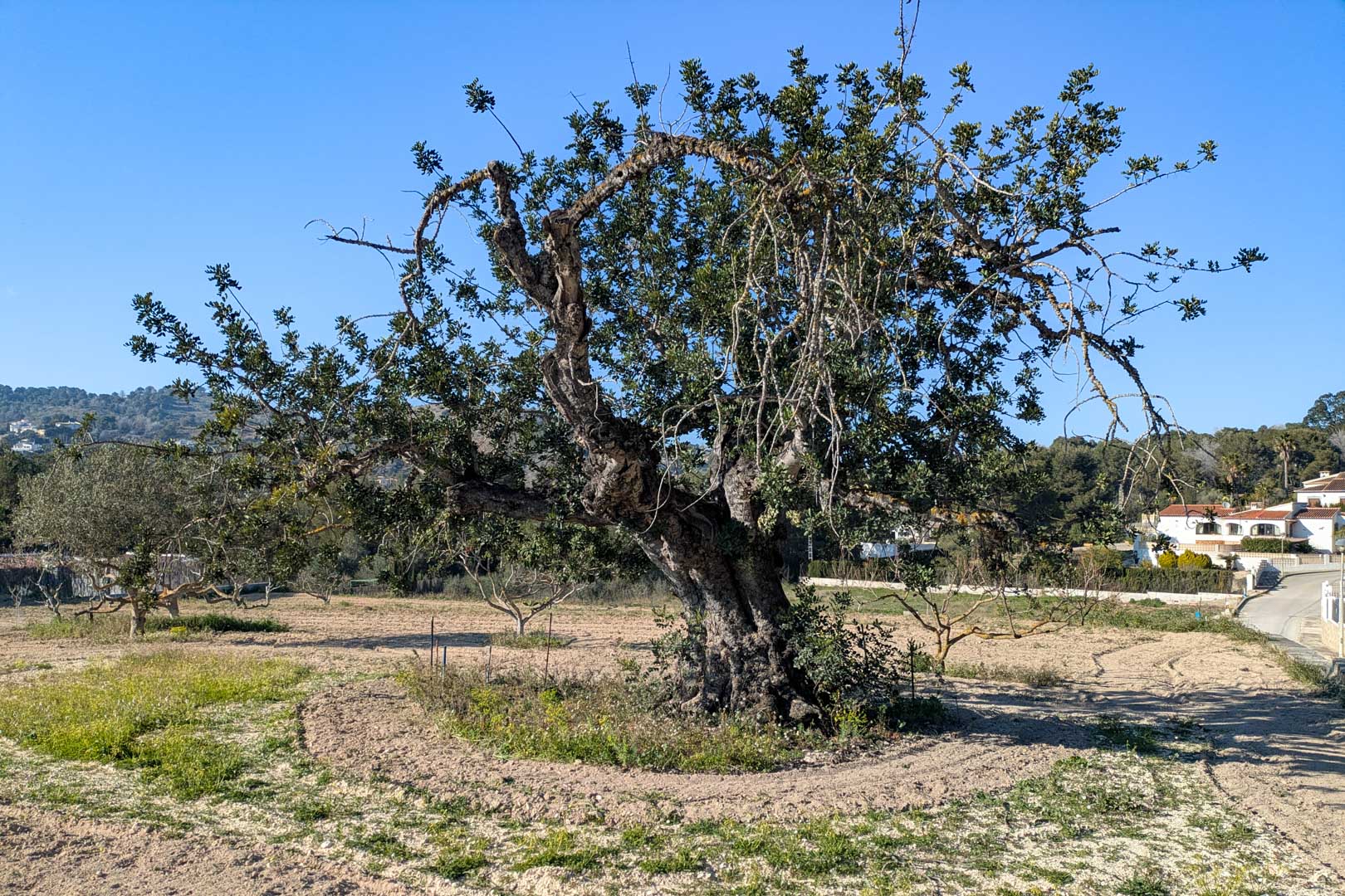 Un algarrobo centenario destaca en el centro de la parcela rústica llana, rodeado de terreno labrado y vistas despejadas a las colinas circundantes en Jávea.