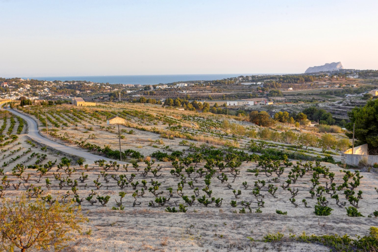 Vistas panorámicas desde la finca hacia los viñedos en terrazas, con el mar Mediterráneo y el Peñón de Ifach perfilándose en el horizonte bajo una luz cálida.