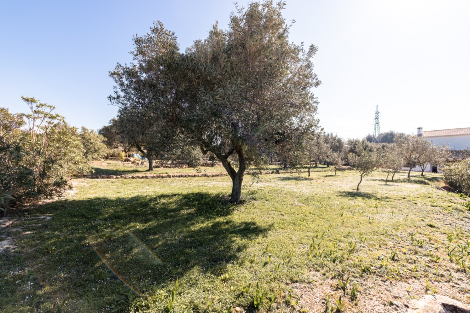 Extenso jardín mediterráneo con olivos maduros y muretes de piedra natural sobre una pradera soleada, reflejando la tranquilidad del entorno rural.