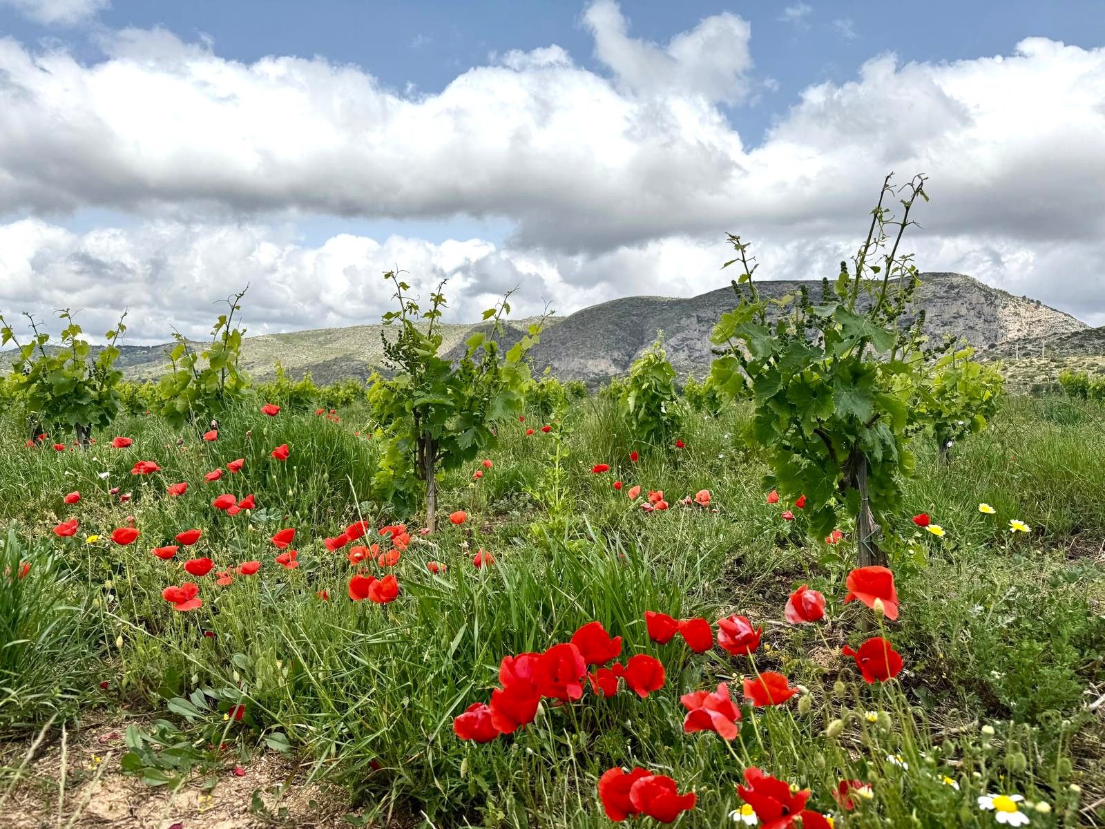 Viñedo joven con amapolas rojas y colinas al fondo bajo un cielo nublado en Teulada.