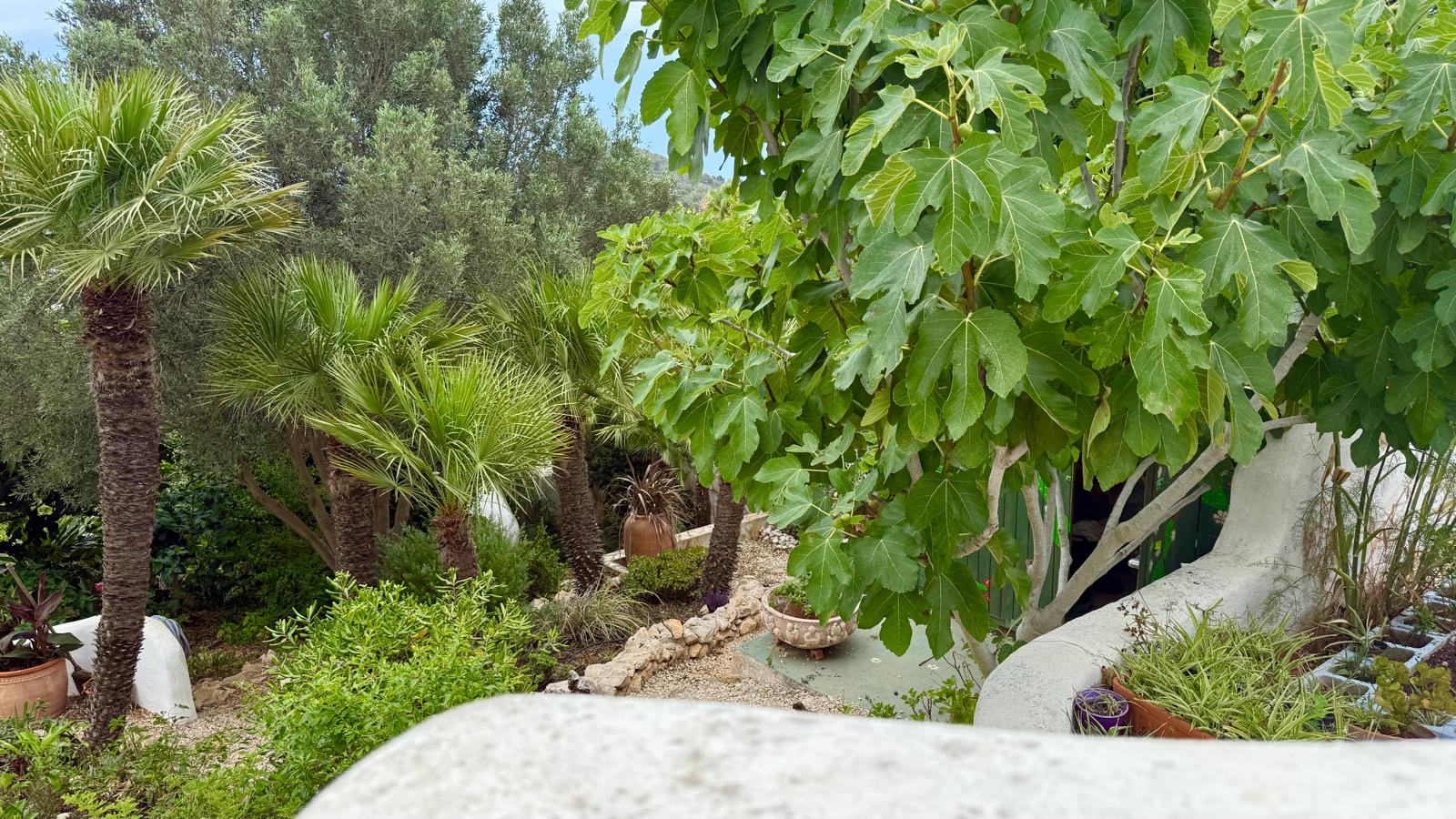 Jardín mediterráneo maduro con higueras, palmeras y senderos de grava, delimitado por muros blancos de estilo ibicenco y borduras de piedra natural.