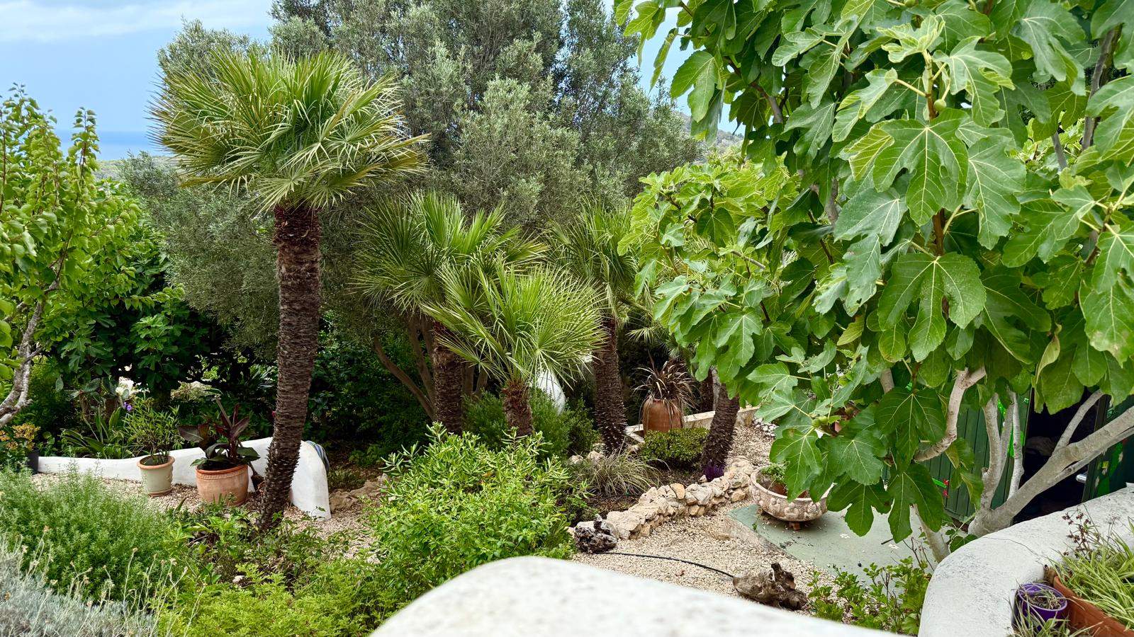 Jardín mediterráneo maduro dispuesto en terrazas con palmeras, higueras y muros de piedra natural, ofreciendo vistas despejadas hacia el mar Mediterráneo.
