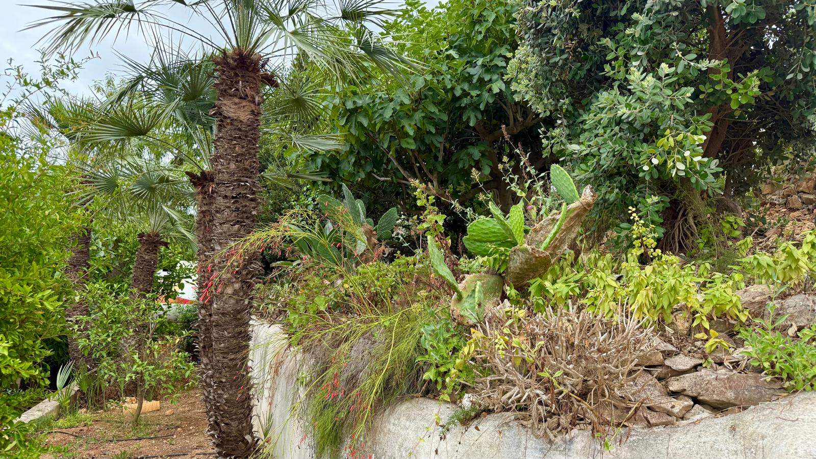 Jardín mediterráneo maduro distribuido en terrazas con palmeras, cactus y vegetación autóctona sobre muros de piedra natural.