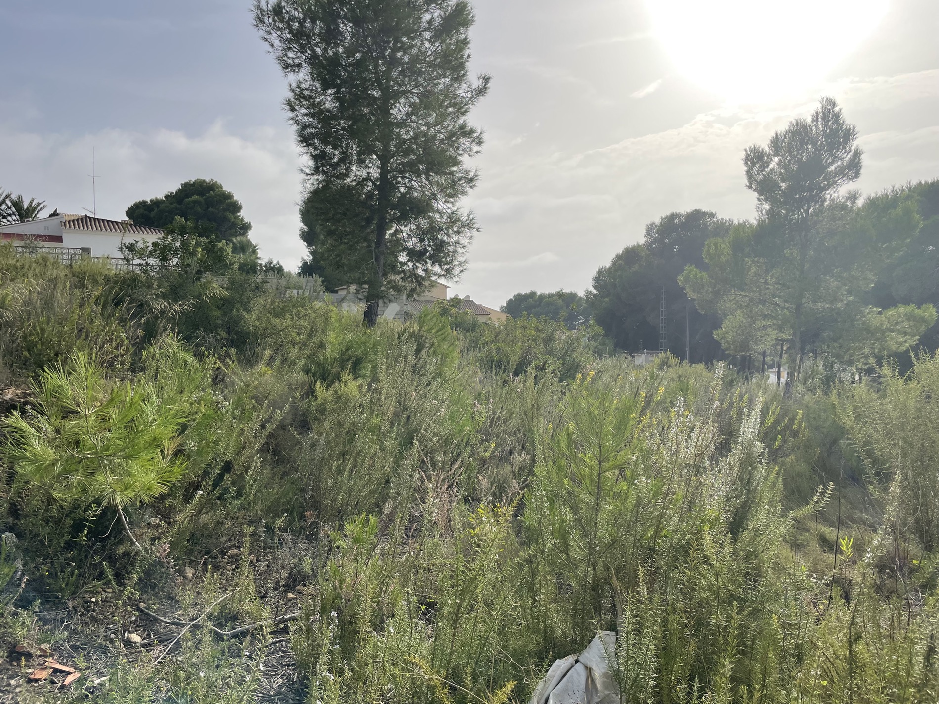 Terreno con densa vegetación mediterránea, arbustos silvestres y pinos, destacando la luz natural y el entorno residencial cercano en Costera del Mar.
