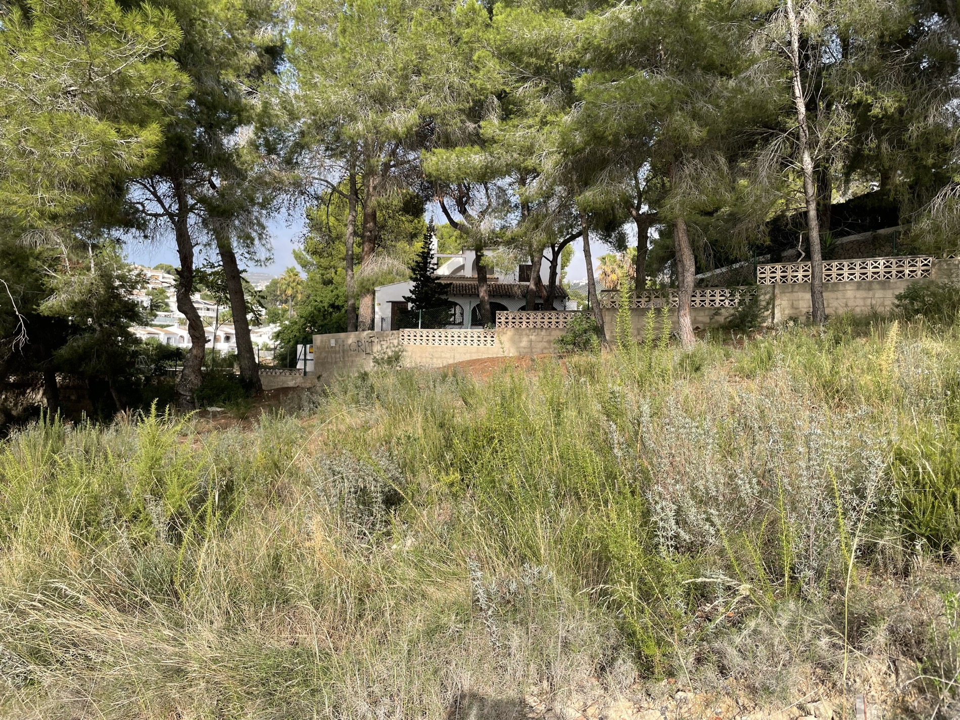 Terreno elevado con vegetación natural y pinos maduros, con vistas hacia una vivienda mediterránea tradicional y muros de piedra perimetrales.