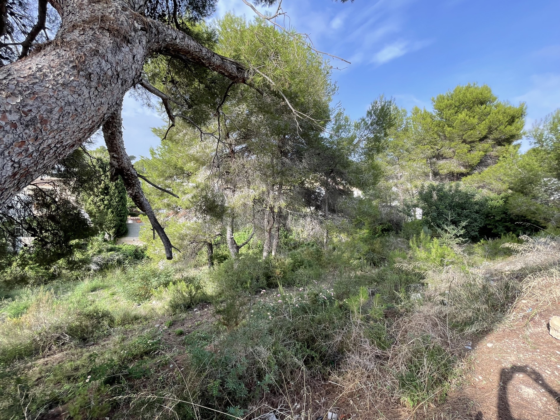 Terreno natural con pinos maduros y vegetación mediterránea autóctona en Costera del Mar, ofreciendo un entorno arbolado y privado bajo el cielo despejado de Moraira.