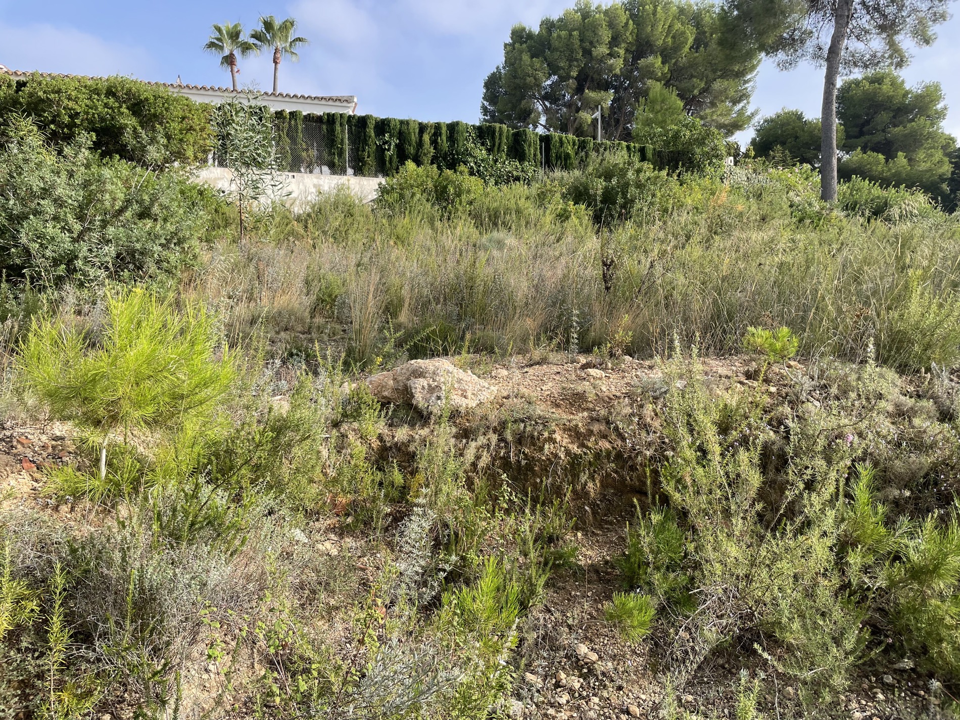 Terreno natural con vegetación autóctona y pinos en pendiente, lindando con una propiedad residencial vallada en la zona alta de Moraira.