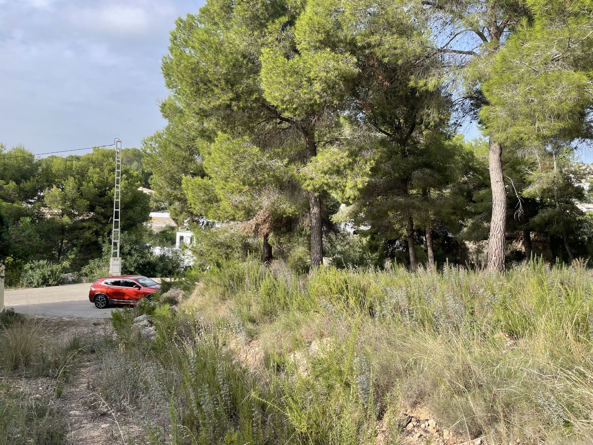 Vista elevada de la parcela con pinos maduros y vegetación autóctona, mostrando el acceso desde la calle asfaltada en un entorno residencial tranquilo.