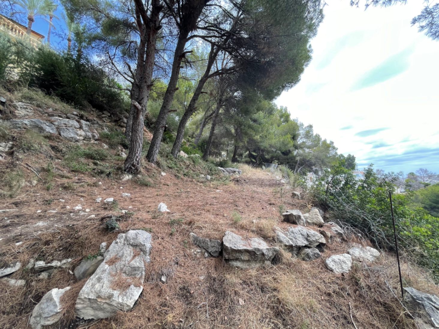Terreno elevado con pendiente natural, caracterizado por pinos maduros y afloramientos rocosos. Ofrece un entorno mediterráneo auténtico para la construcción.