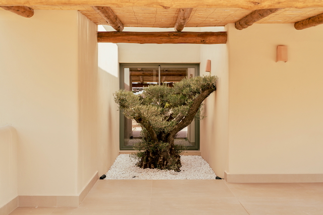 Patio interior minimalista con un olivo maduro sobre grava blanca, techos de vigas de madera natural y grandes ventanales que integran la naturaleza.