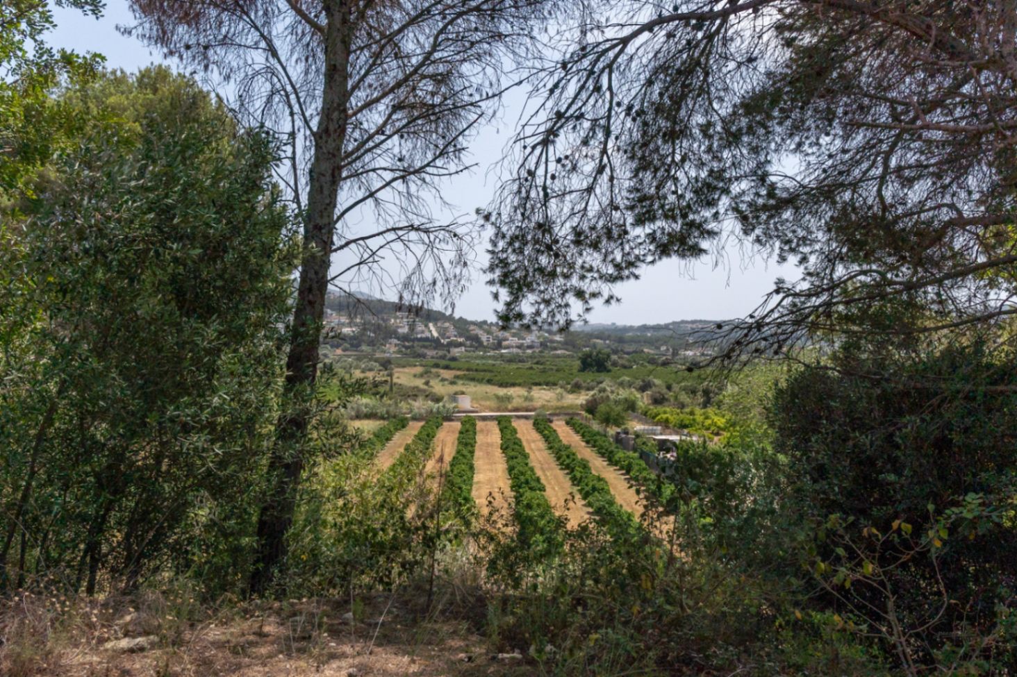 Vista panorámica desde la propiedad hacia el valle, mostrando campos de cultivo en hileras y colinas circundantes bajo un cielo despejado.