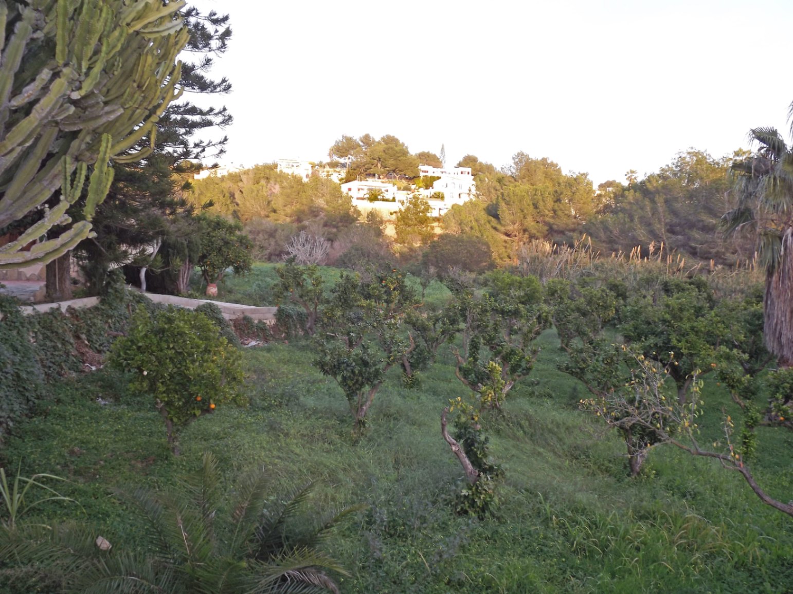 Vista de la amplia parcela con árboles frutales y vegetación mediterránea, ofreciendo un entorno natural con vistas despejadas hacia las colinas circundantes.