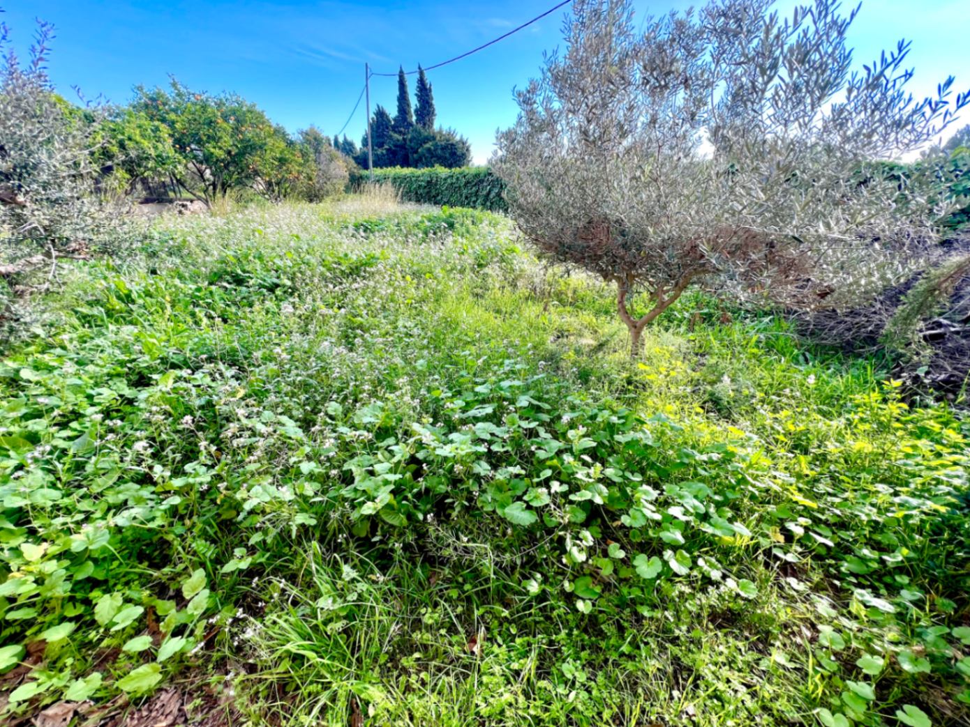 Parcela rústica con vegetación autóctona, olivos y cítricos bajo un cielo despejado, ideal para el cultivo y el contacto con la naturaleza.