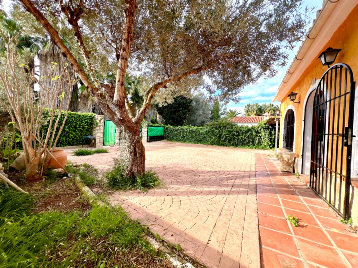Patio exterior pavimentado con diseño en abanico, presidido por un olivo maduro junto a la fachada de tonos cálidos y arcos con rejería de hierro.