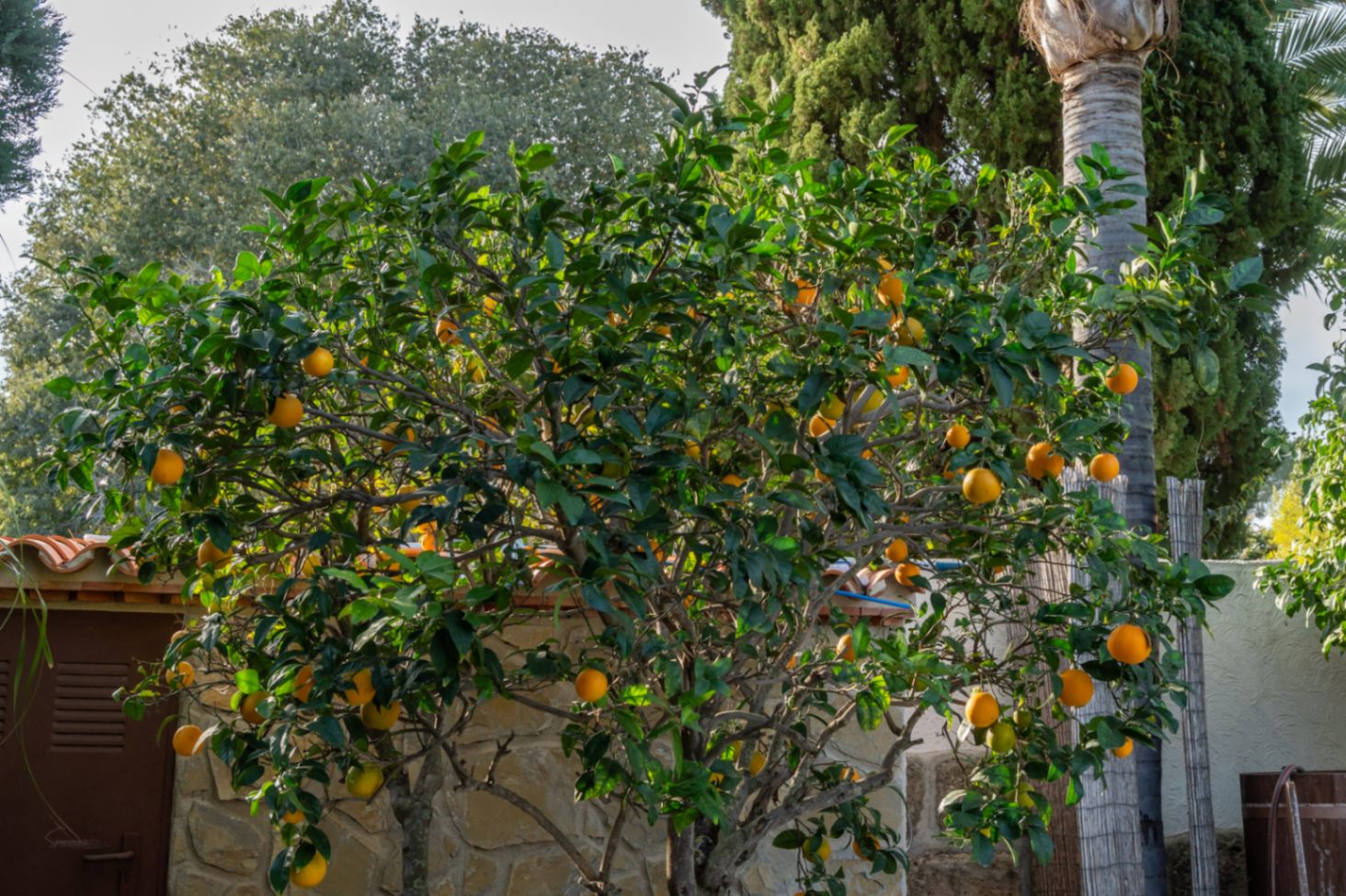 Naranjo en plena producción situado en el jardín mediterráneo, junto a muros de piedra natural y vegetación autóctona que garantiza privacidad.