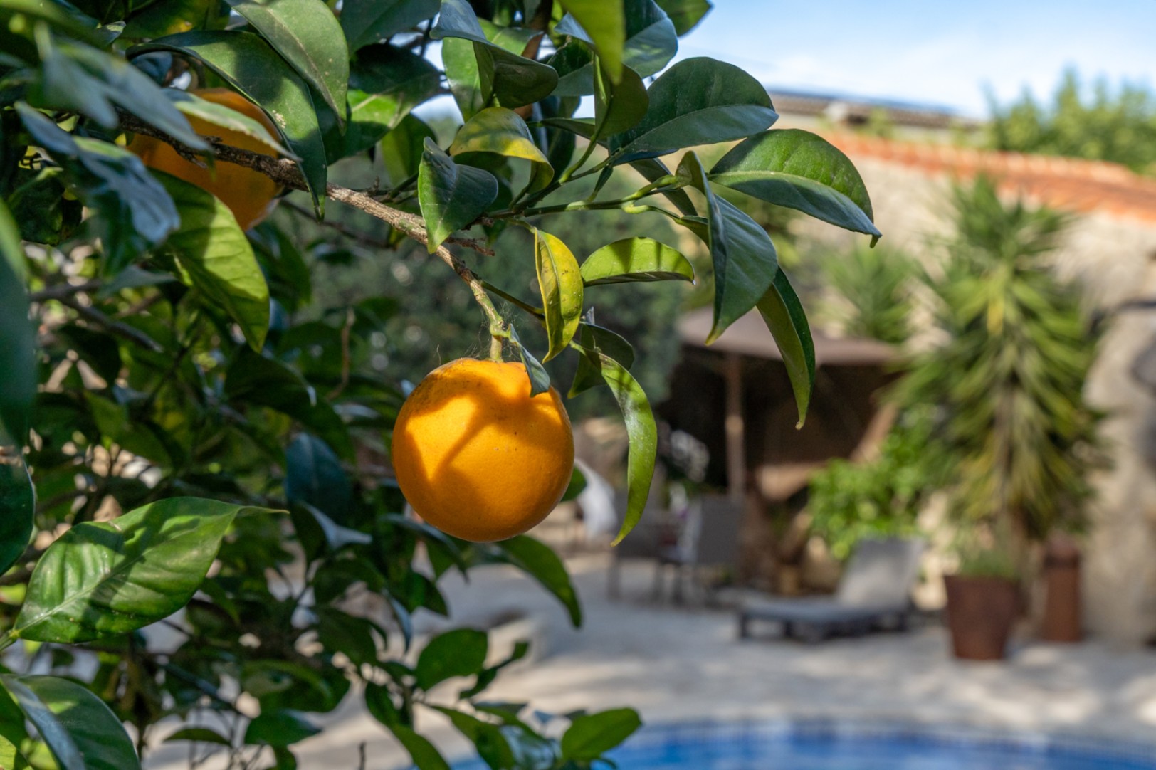 Primer plano de un naranjo en el jardín mediterráneo, con vistas desenfocadas a la zona de piscina y la pérgola balinesa bajo la luz natural.