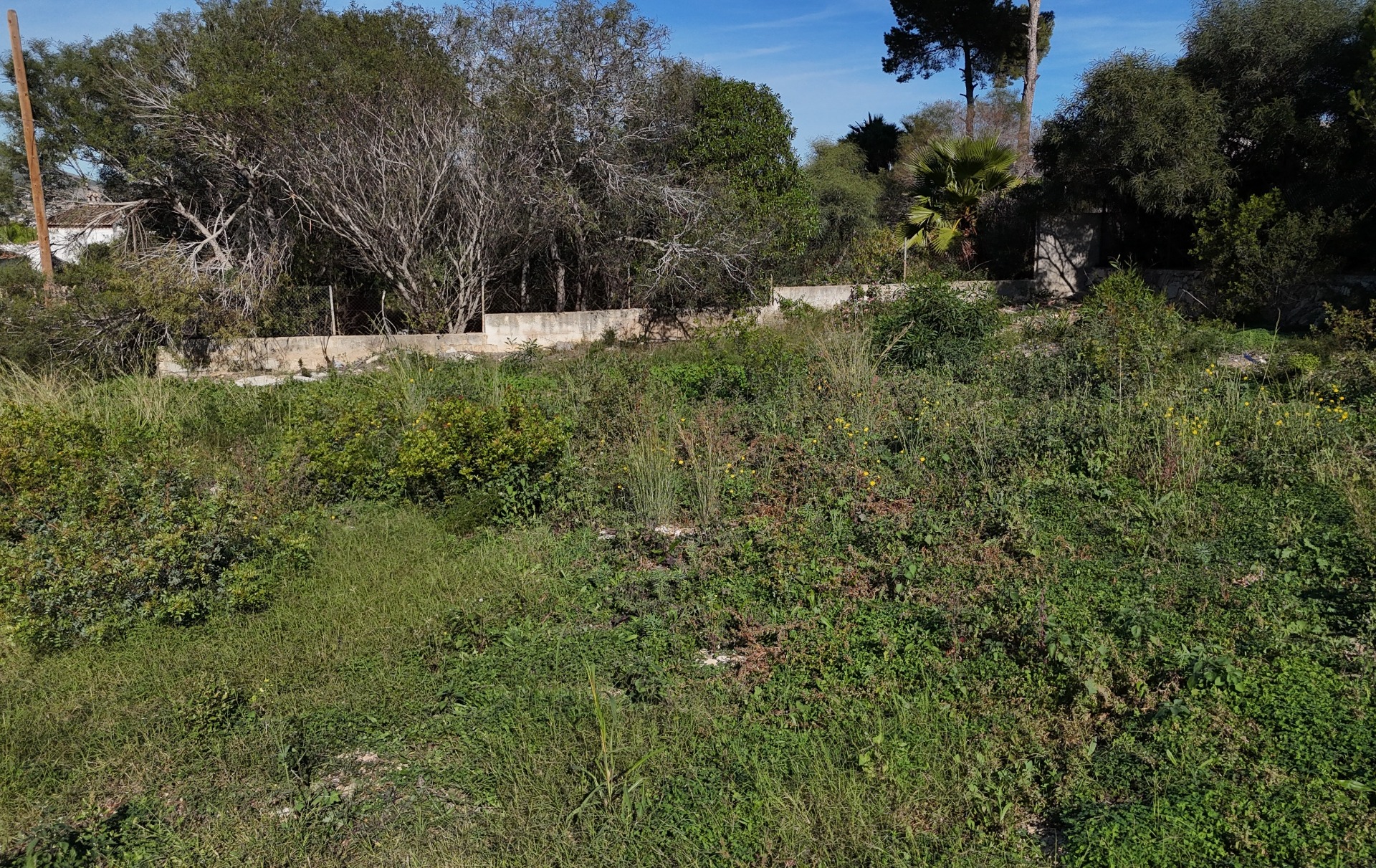 Vista de la parcela llana de 889 m² en Pinosol, mostrando la vegetación natural y el muro perimetral de hormigón bajo un cielo despejado.