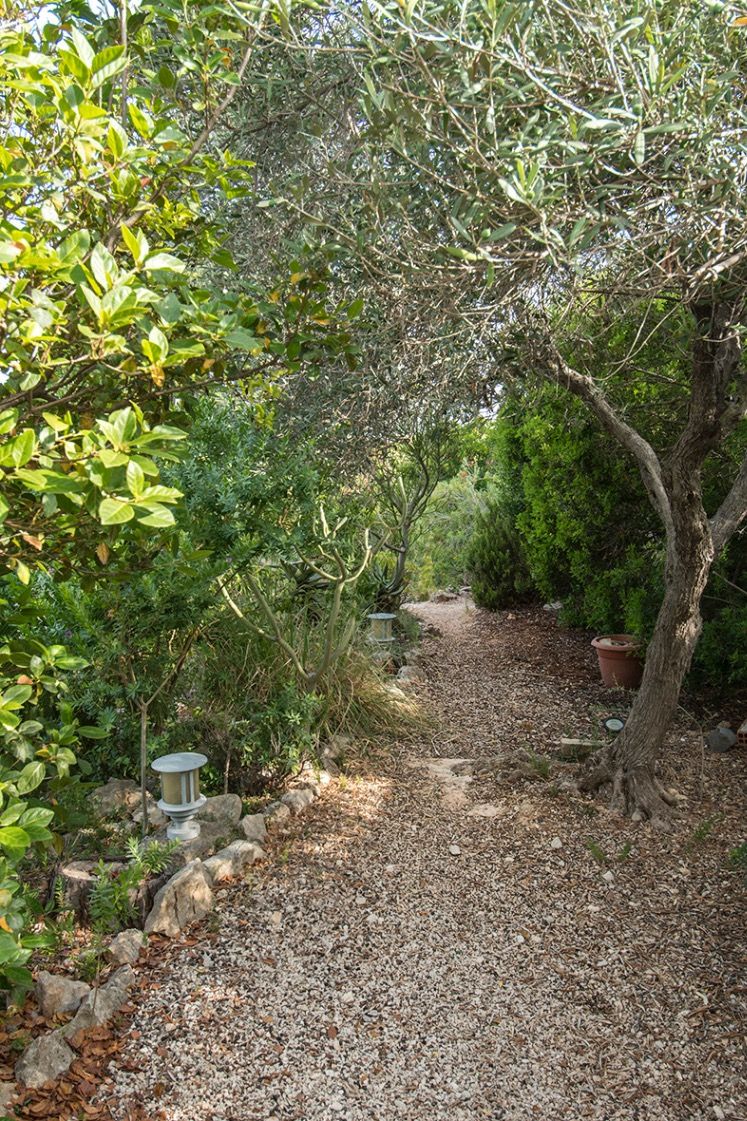 Sendero de grava y mantillo que recorre un jardín mediterráneo maduro, flanqueado por olivos, vegetación densa e iluminación exterior integrada.